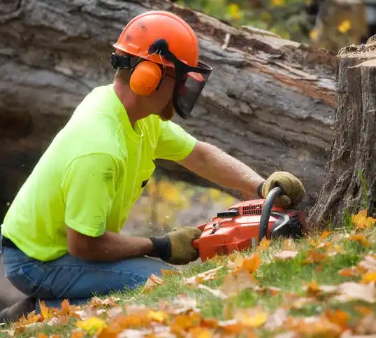 tree services Jarrettsville